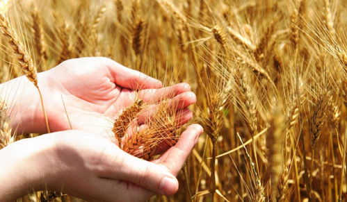 小麦价格大踏步迈入1.2元时代，粮食收购为何持续火热？