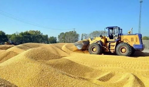 农民朋友们注意 东三省（黑、吉、辽）11月6日最新粮食报价及收购动态