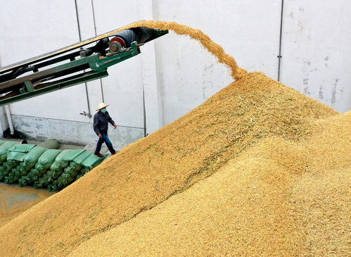 粮食产后护理与初级农产品收购的实践方法