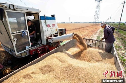 山东农行强化金融服务 护航粮食安全与产能优化