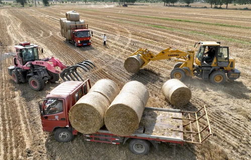 多地麦收进入扫尾阶段，粮食收购稳步推进