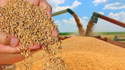 2018年秋粮收购政策细节公布，最低收购价全面下调