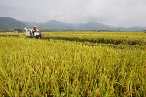 政策补贴干货满满 保障种粮群众收益——2021年稻谷补贴与政策性粮食收购政策解析