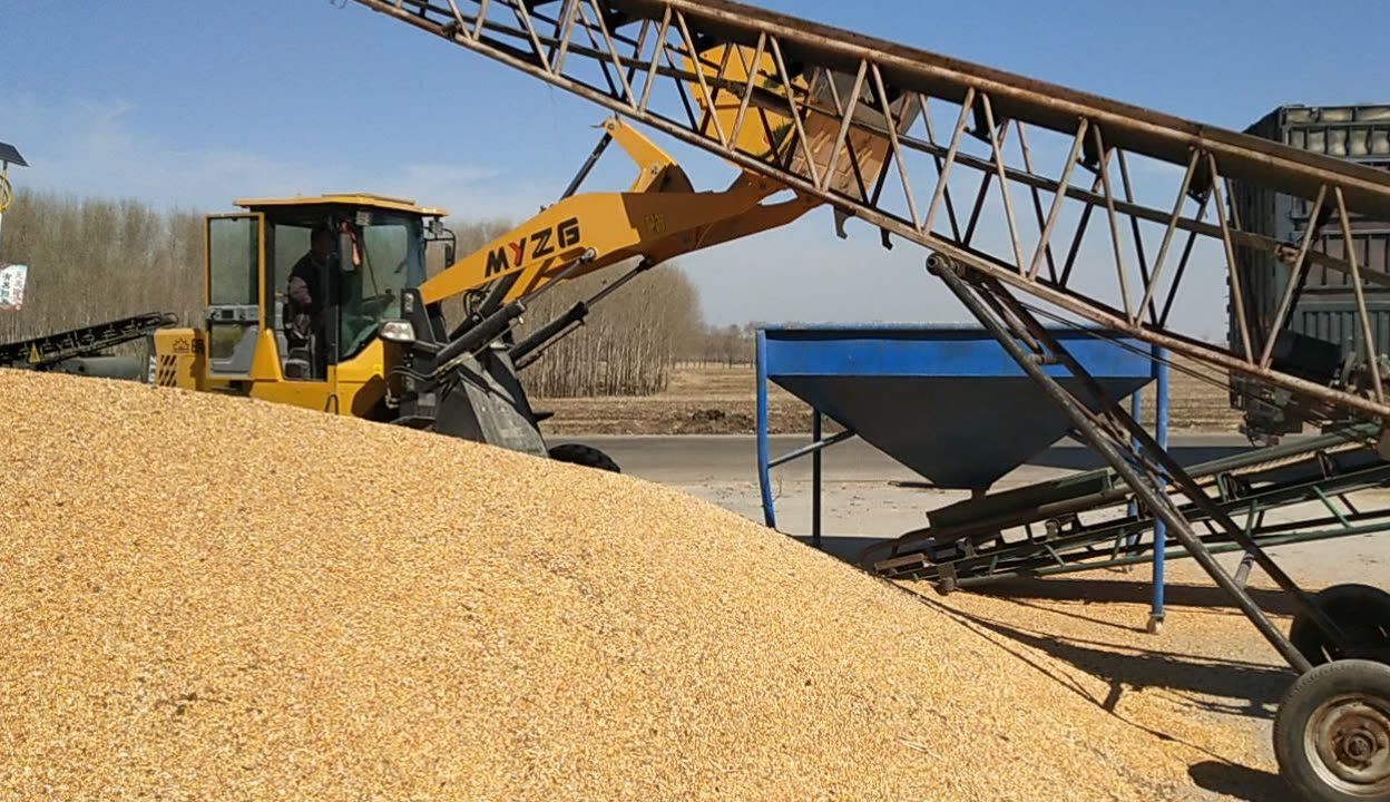 丰收时节卖粮忙 探访基层收购站的上等玉米交易