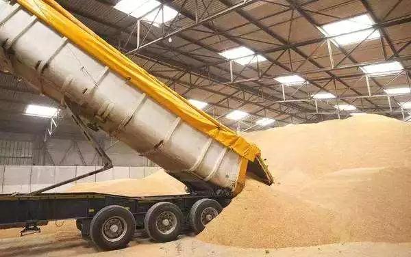 夏粮收购全面启动 国家粮食和物资储备局发布通知，保障粮食安全与农民增收