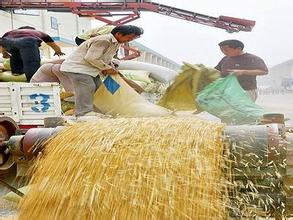 严查违规购销行为 筑牢国家粮食安全根基——国家粮食局启动初级农产品收购专项检查