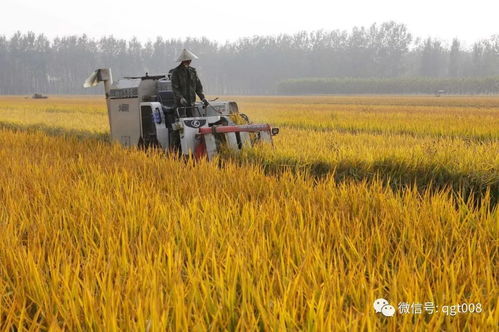 被金钱撕裂的田园 如何重构中国农业与粮食收购体系