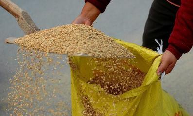 2019年粮食收购新政解读 农民朋友不可不知的初级农产品收购要点